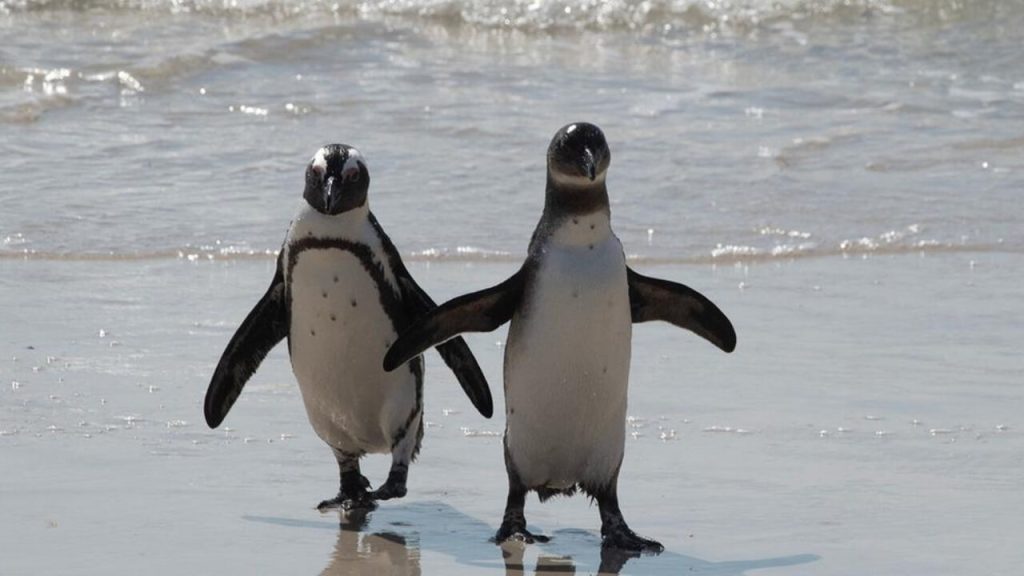 brillenpinguine-suedafrika-aussterben-krise
