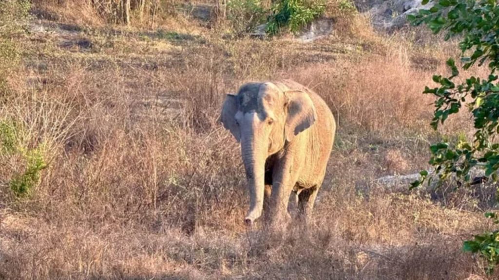 elefant-toetet-camper-khao