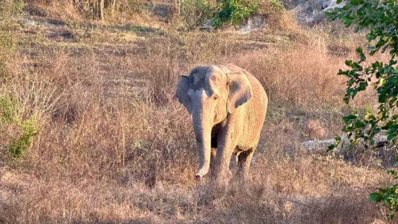 elefant-toetet-camper-khao