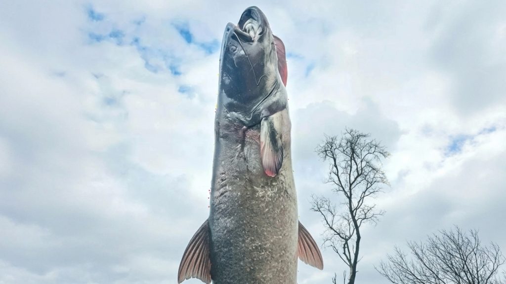 riesiger-wels-bodensee-news