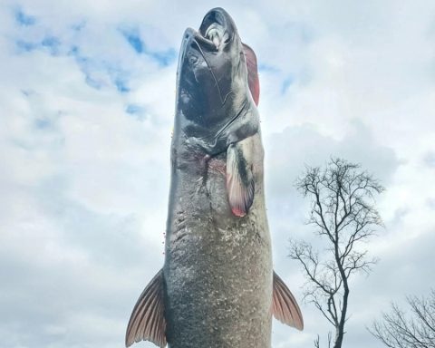 riesiger-wels-bodensee-news