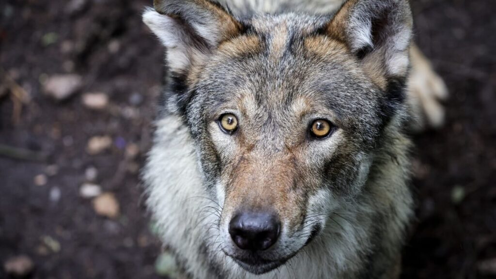 wolf-hamburg-neueste-news
