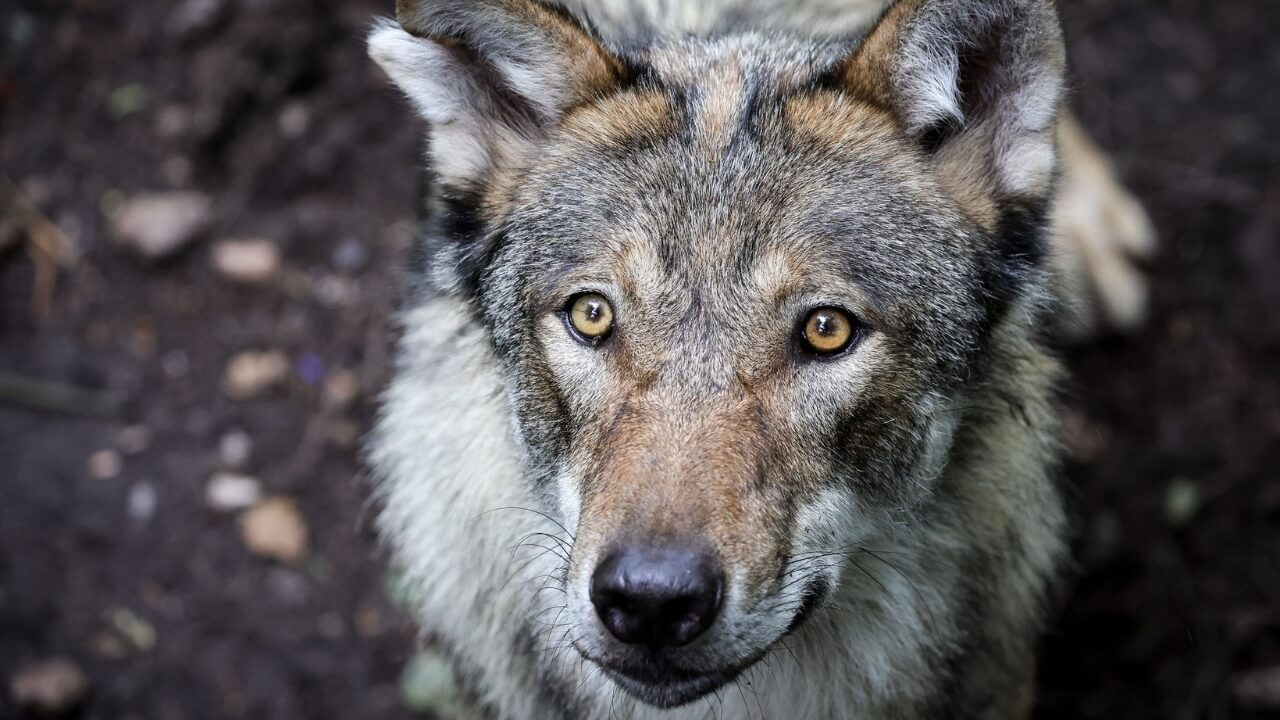 wolf-hamburg-neueste-news