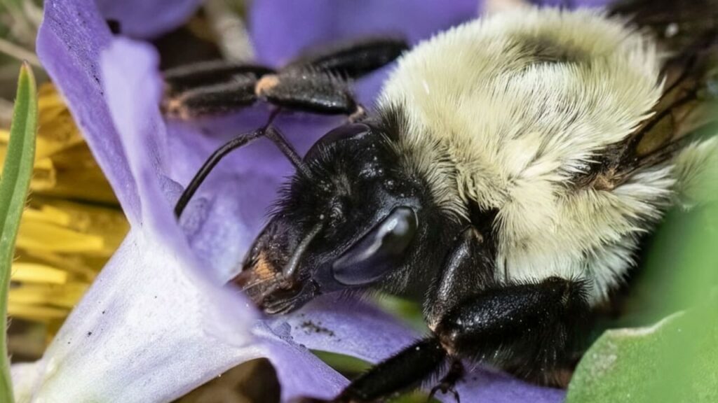 Hummelköniginnen unter Wasser atmen