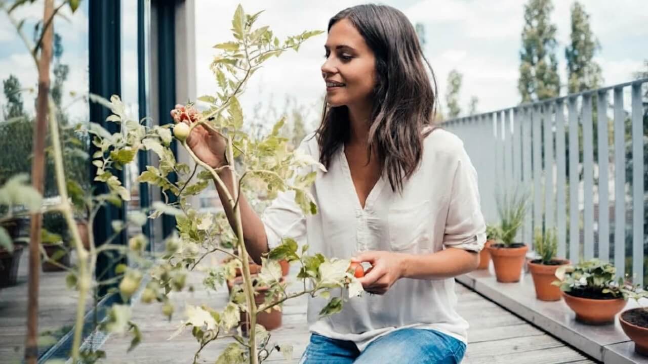 tomaten-auf-balkon-anbauen