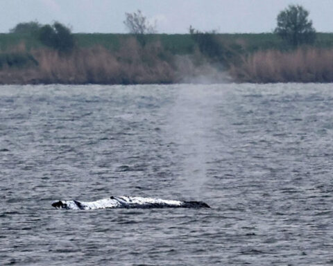 wal-ostsee-news-aktualisiert