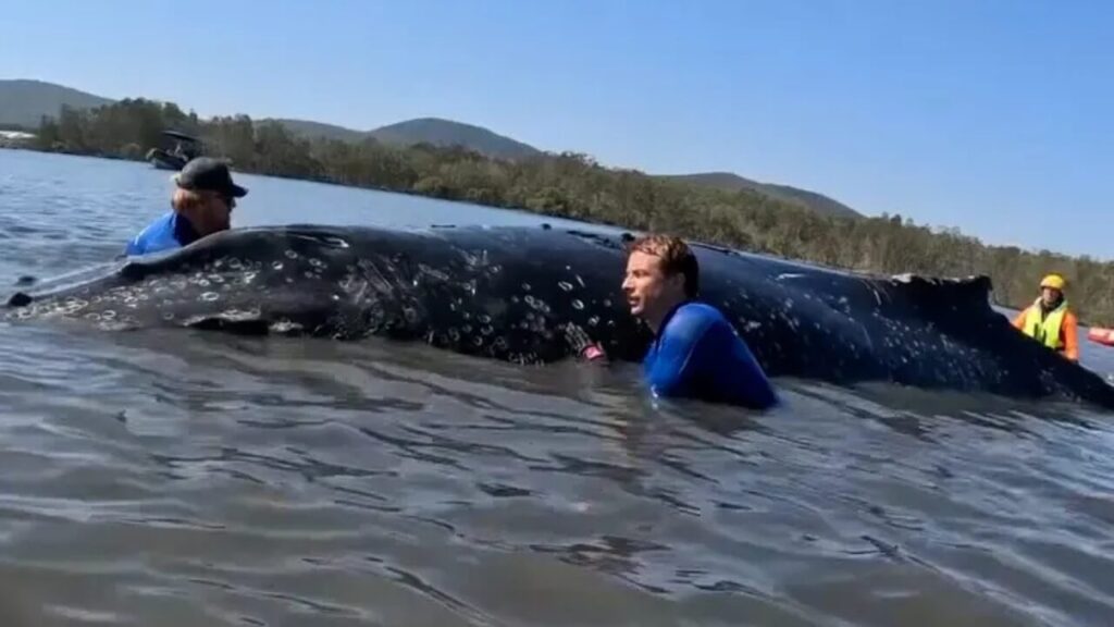 walrettung-timmy-ostsee-news