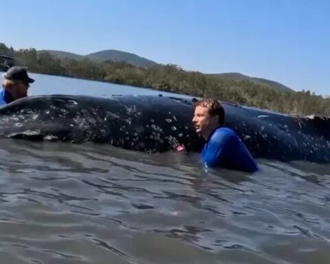 walrettung-timmy-ostsee-news