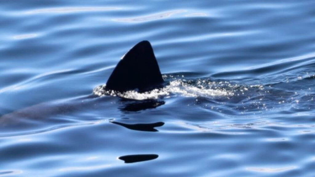 riesenhai-sichtung-adria-neu