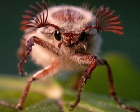 maikaefer-2026-news-aktuell