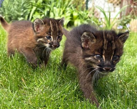 asiatische-goldkatze-nachrichten-aktuell