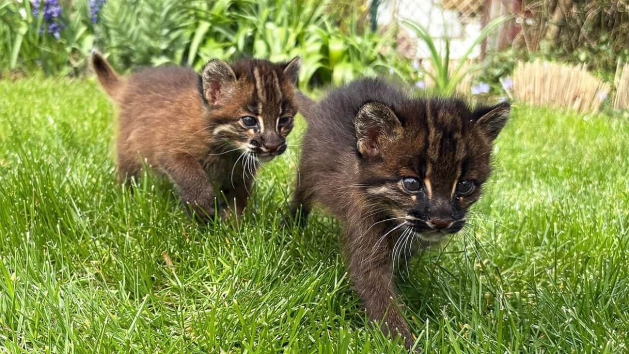 asiatische-goldkatze-nachrichten-aktuell
