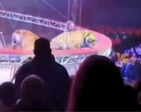 zirkus-aktuelle-news-2026