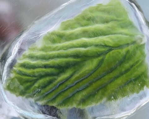 eisheilige-2026-aktuelle-news