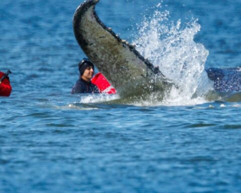 buckelwal-timmy-rettung-nordsee