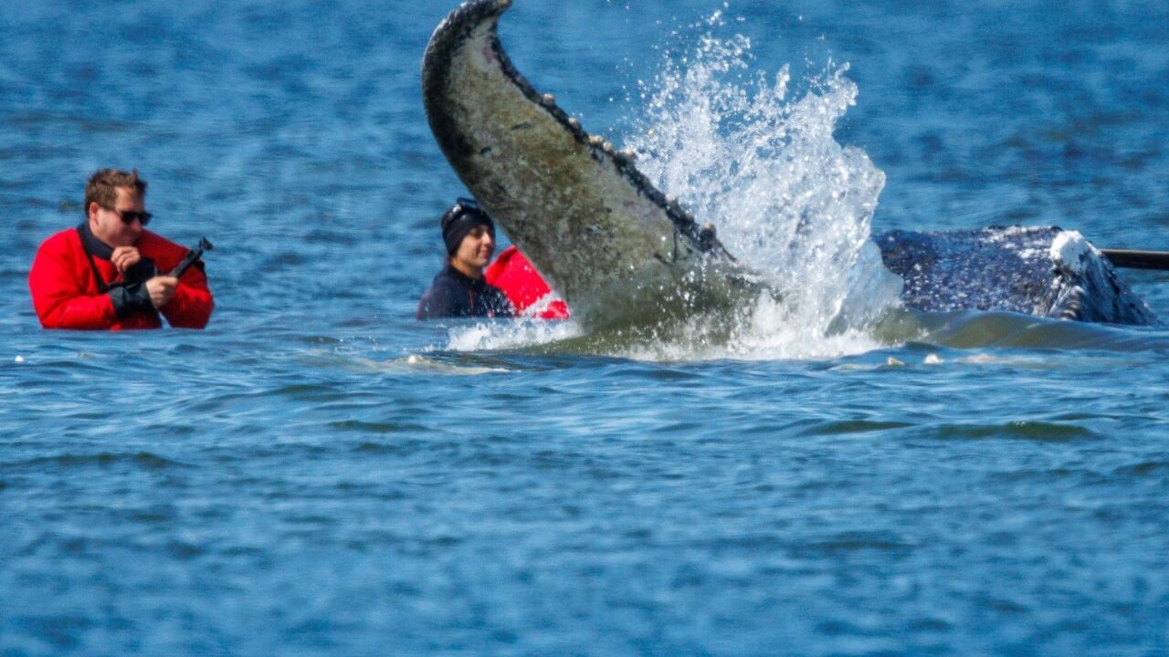 buckelwal-timmy-rettung-nordsee