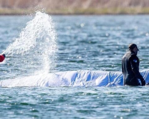 Buckelwal Timmy Ostsee: Aktuelle News