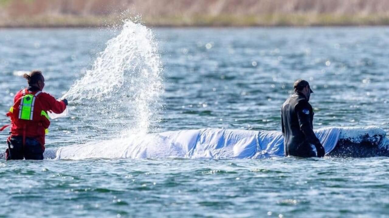 Buckelwal Timmy Ostsee: Aktuelle News