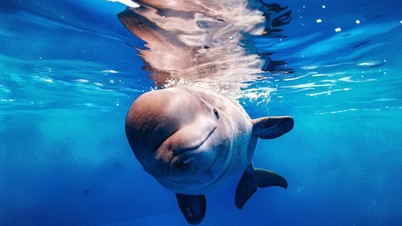 belugawal-flensburger-förde-news