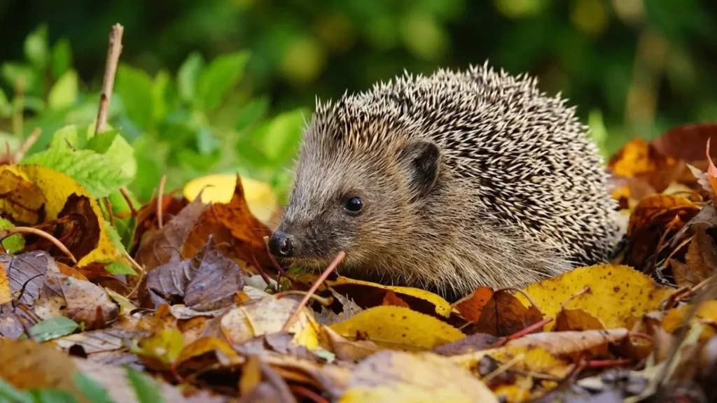 igel-im-garten-schuetzen