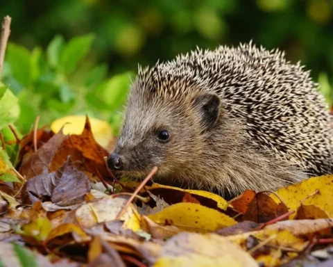 igel-im-garten-schuetzen