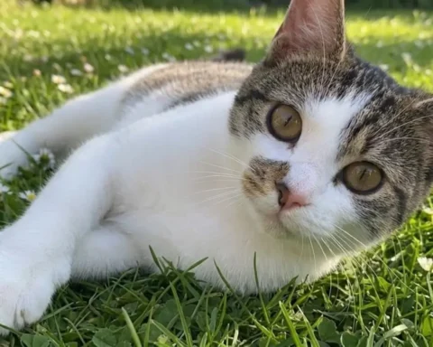katze-tangstedt-angeschossen-polizei