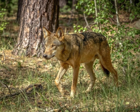 wildpark-johannismuehle-wolf-angriff